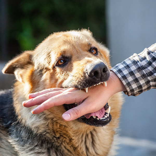 An adult, aggressive male German shepherd attacks a man and bites his hand